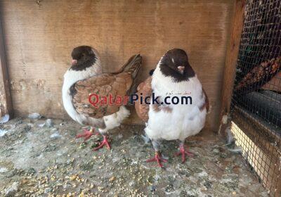 9fd2176d-90fd-4295-b680-b8e24f9ab183